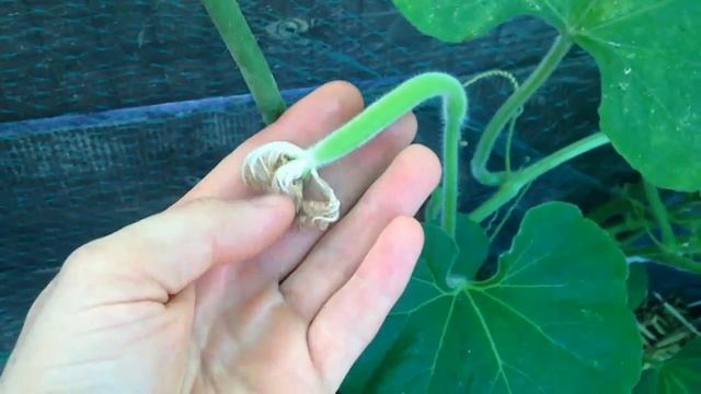 ЛАГЕНАРИЯ-УНИКАЛЬНОЕ РАСТЕНИЕ/ГИГАНТСКИЕ СЪЕДОБНЫЕ КАБАЧКИ. смотреть онлайн