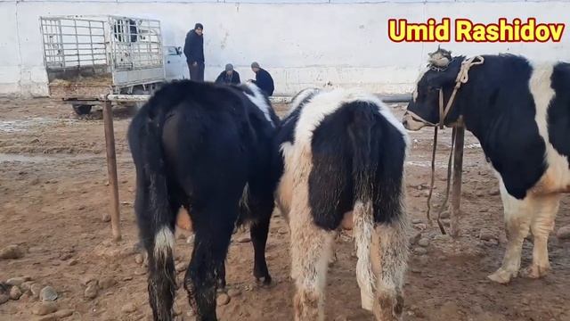 ZANG MOLBOZORI BOQILGAN SEMIZ BUQALAR NARXLARI 21.01.2022 смотреть онлайн