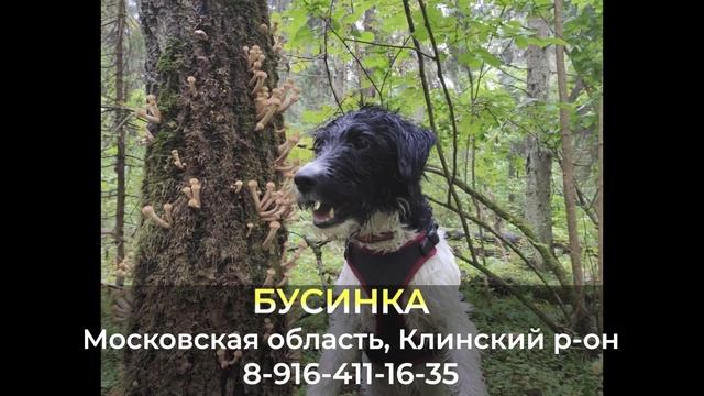 Пропала собака ! БУСИНКА , Московская область , Клинский р-он смотреть онлайн