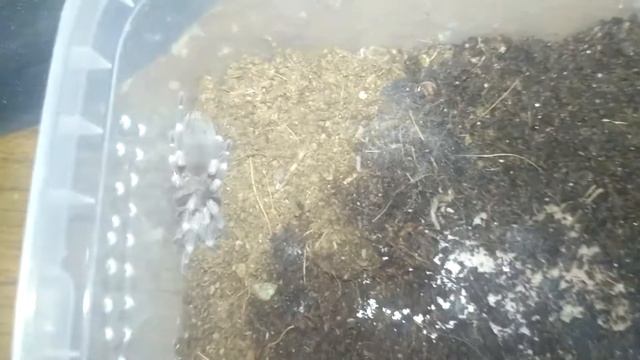 Нанду хроматус (Nhandu chromatus).Второй паук из моей коллекции. смотреть онлайн