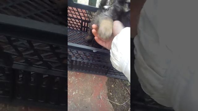 Отдаю щенков/почьти всех отдала/ замерзла и перестала снимать смотреть онлайн