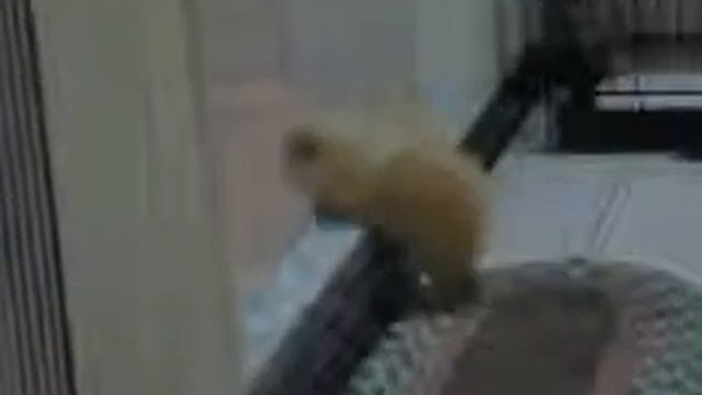 Прыгающий шпиц смотреть онлайн