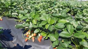 28 июня сорта клубники после вечернего сбора.Супер сорта НСД КРАПО 10,Хадемар,Ания