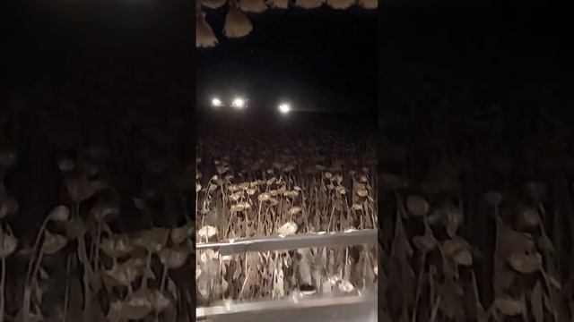 Уборка подсолнечника смотреть онлайн