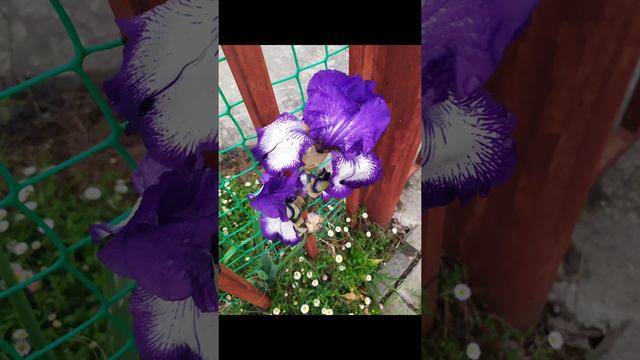 Сочи. Цветы. смотреть онлайн