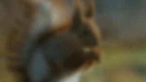 Песня белок ты менял