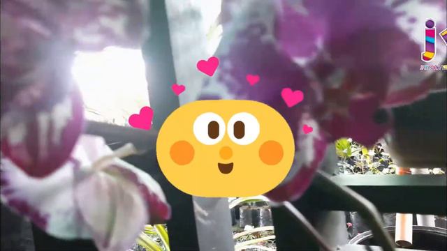 PHALAENOPSIS BUTTERFLY ORCHIDS VLOG#31 | Jamora Val Channel смотреть онлайн