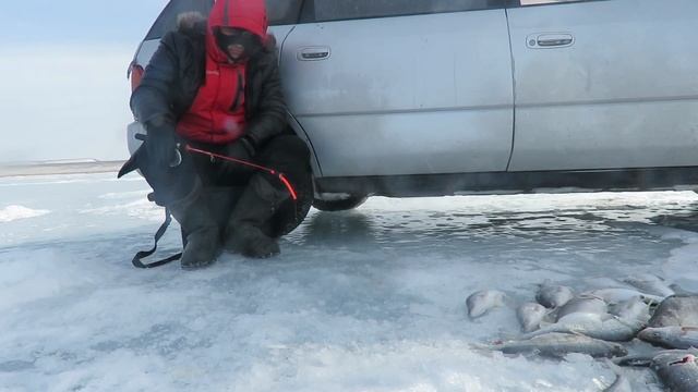 Закрытие сезона на озере Алаколь. Сумасшедший клев окуня)) Ловля окуня на блесну. Март 2019 года. смотреть онлайн