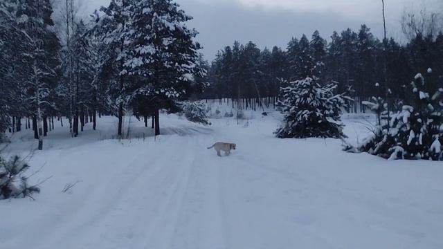 Лабрадор на рассвете в зимнем лесу, t-15 смотреть онлайн