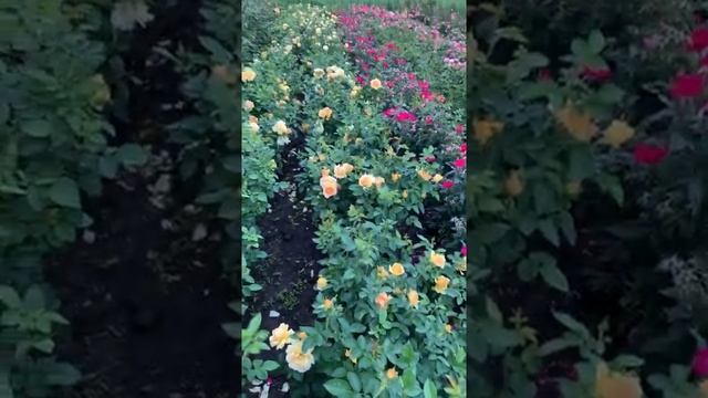 Фавориты и «неудачливые сорта» смотреть онлайн