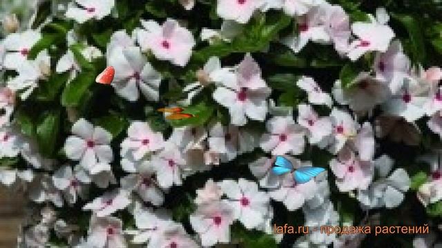 Катарантус ампельный Пич Блаш ? катарантус Пич Блаш обзор: как сажать семена катарантуса Пич Блаш смотреть онлайн