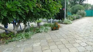 Как вырастить алиссум . Особенности выращивания в открытом грунте