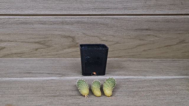 วิธีชํา หน่อแคคตัส แมมตุ๊กตาญี่ปุ่น ทำง่าย ได้ต้นใหม่ฟรี! [Mammillaria vetula subs. Gracilis] смотреть онлайн