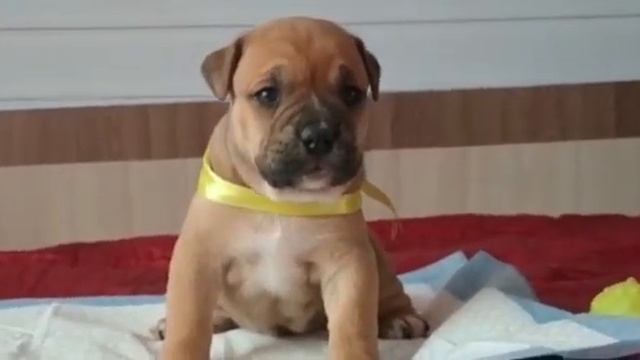 Щенки кадебо питоник Алферор , на видео малышам почти 1 месяц смотреть онлайн