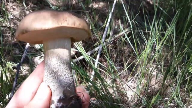 Грибная охота. Часть 2. ЛЕС, весна, май, подберёзовик смотреть онлайн