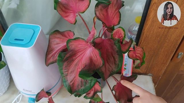 Caladium ( Kaladyum ) Çiçeği Bakımı смотреть онлайн