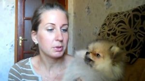 Как выбирать щенка шпица ?