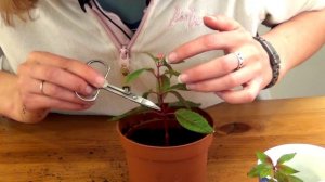 Посадка фуксии