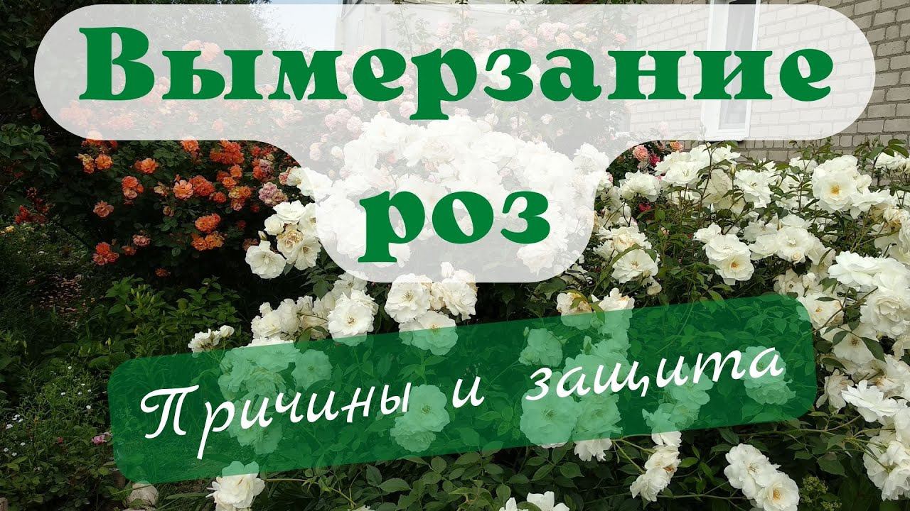 Беседы о розах. Уроки вымерзания. смотреть онлайн