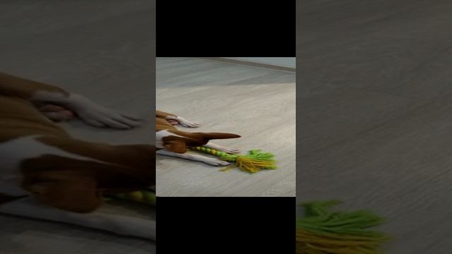 Пёс Мартин спокойно сидит и не мешает играть в приставку в зале. смотреть онлайн