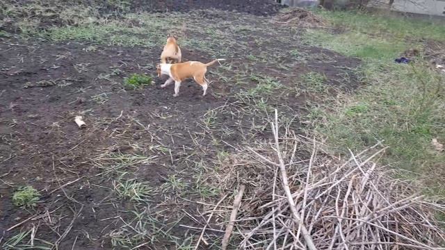 Самая опасная собака в мире Амстафф и питбуль, заводить ли эту породу собак??? смотреть онлайн