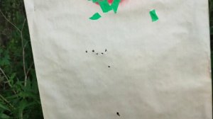 Патрон 7.62х54R дозвук! Вепрь ВПО-123. Эксперимент! Часть первая)