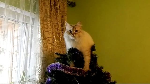 Кот на новогодней елке смотреть онлайн
