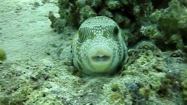 хрюндель смотреть онлайн