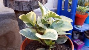Peperomia Obtusifolia Variegata, HERMOSA PLANTA DE INTERIOR QUE NO TE VAS ARREPENTIR DE TENER