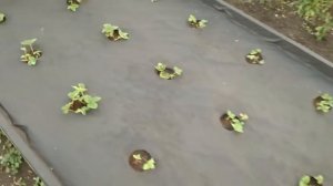 Новая грядка под клубнику