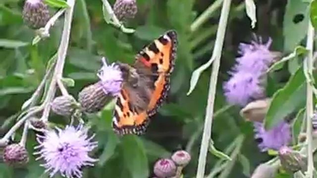 Aglais urticae - 2 смотреть онлайн