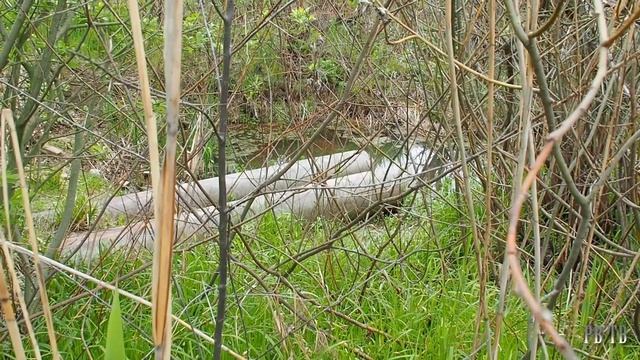 Прямиком в болото. Озеро Дикая утка. РВ ТВ