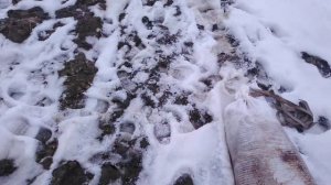 навоз весной по снегу. внесение навоза. птичьего помета. удобрение земли весной