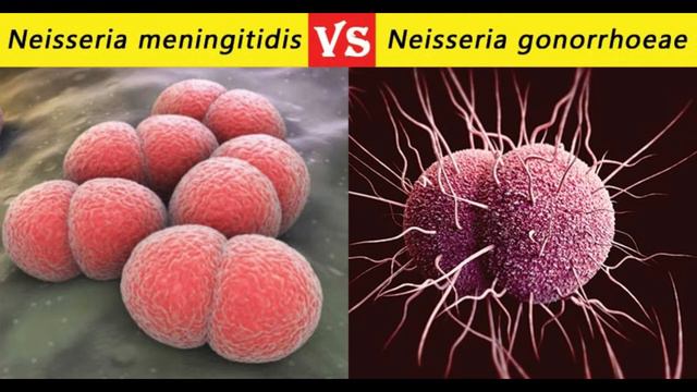 Neisseria meningitidis vs Neisseria gonorrhoeae 32 Differences смотреть онлайн