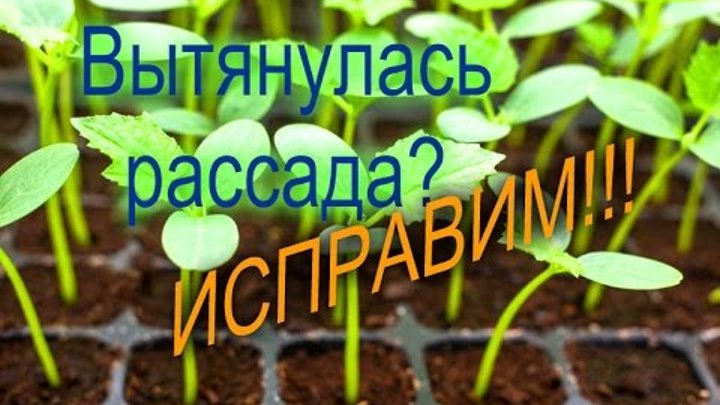 ЧТО ДЕЛАТЬ ЕСЛИ РАССАДА ОГУРЦОВ ВЫТЯНУЛАСЬ//УКРЕПЛЯЕМ КОРНИ// МОЯ ЛЮБИМАЯ УСАДЬБА смотреть онлайн