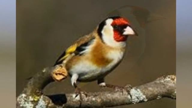 PINTASSILGO - CARDUELIS CARDUELIS смотреть онлайн