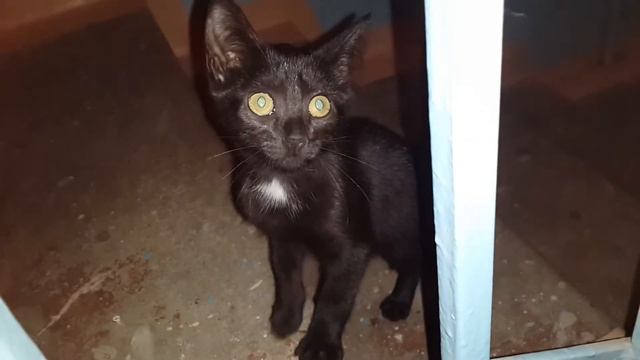 Котик Киря смотреть онлайн