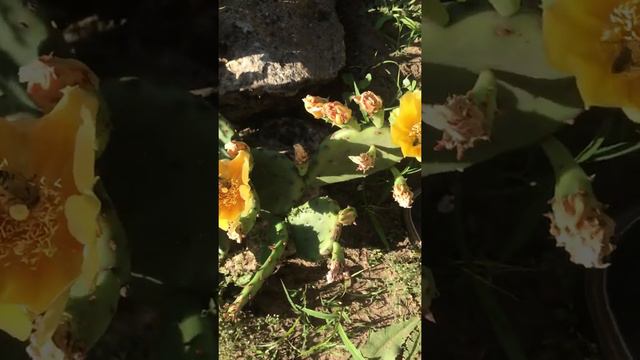 Пчёлы на кактусе смотреть онлайн