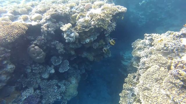 Рыбы залива Sharks bay. Red sea. Egypt смотреть онлайн