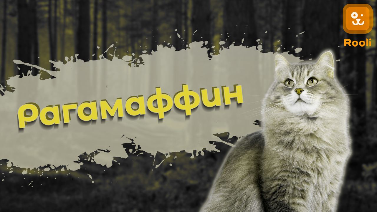 Американская короткошерстная кошка в семье: Что нужно знать будущим владельцам смотреть онлайн