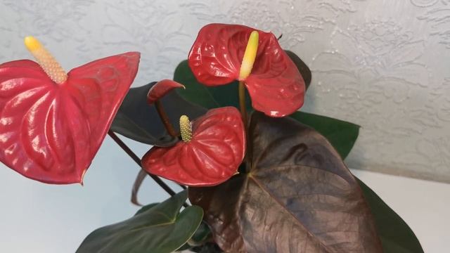 #ЦветыВместе Антуриум Корал Чемпион Anthurium Coral Champion 12/40 смотреть онлайн