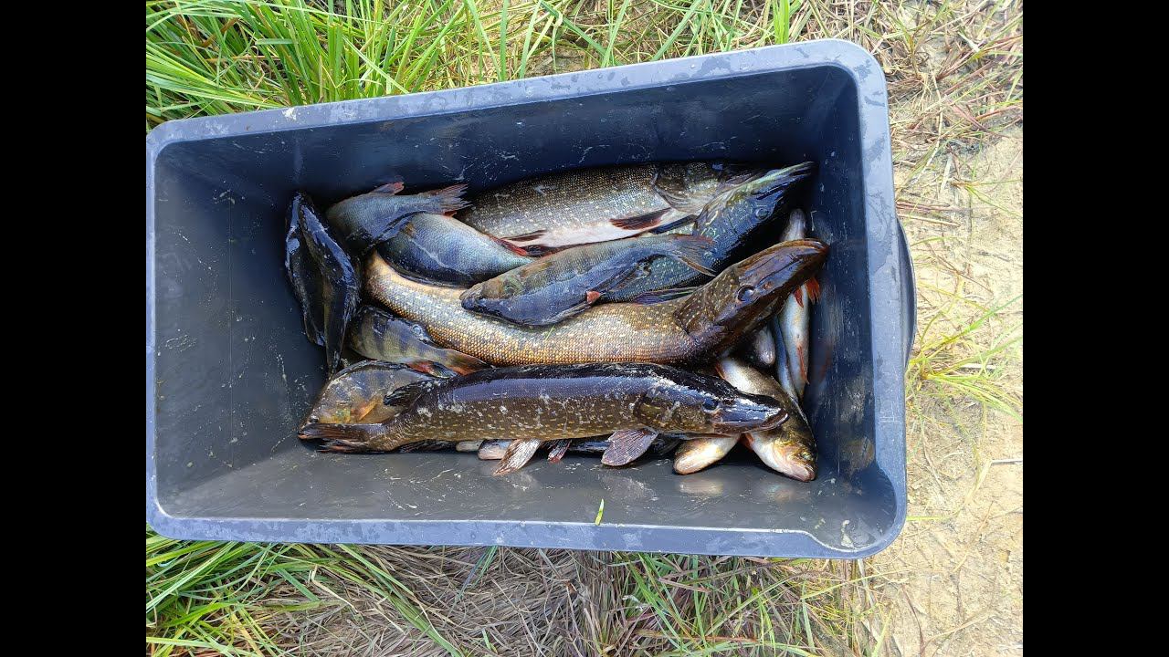 здесь спиннинг без присмотра не оставишь.окуни утащат.рыбалка на Ямале. смотреть онлайн