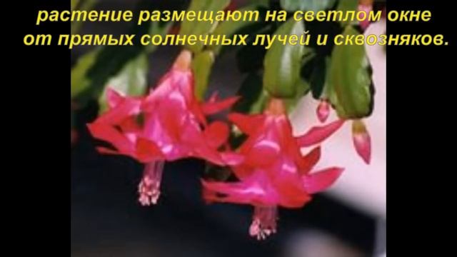 Хобби.Как заставить декабрист цвести смотреть онлайн