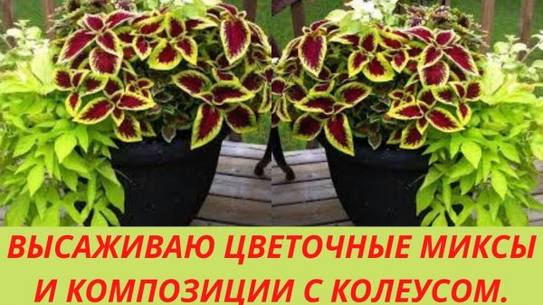 Высаживаю Колеус в кашпо.Составляю цветочные миксы и композиции с колеусом. С чем посадить колеус.