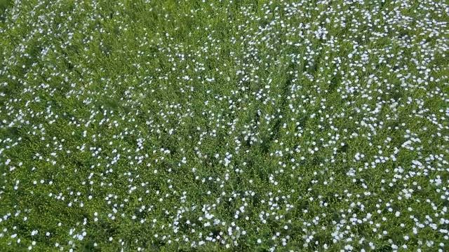 МОЛДАВСКИЕ СЕЗОНЫ: красота природы в Молдове смотреть онлайн