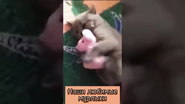  смотреть онлайн