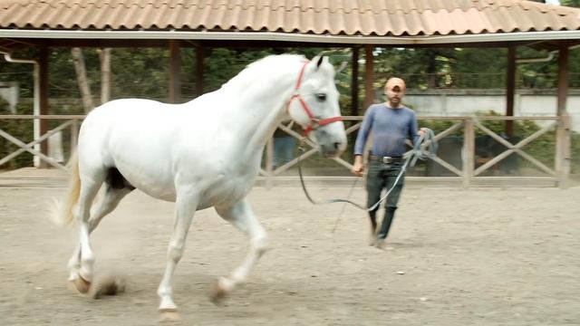 La patrona - Agapito Díaz ft Karly Fornos смотреть онлайн