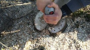 Избавление от пня при помощи аммиачной селитры.  Неудачный опыт.