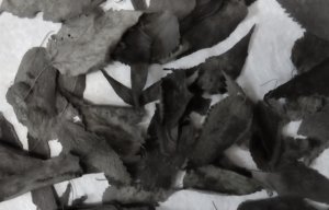 Заготовка листьев крапивы для аквариумных креветок, анциструсов и других рыб