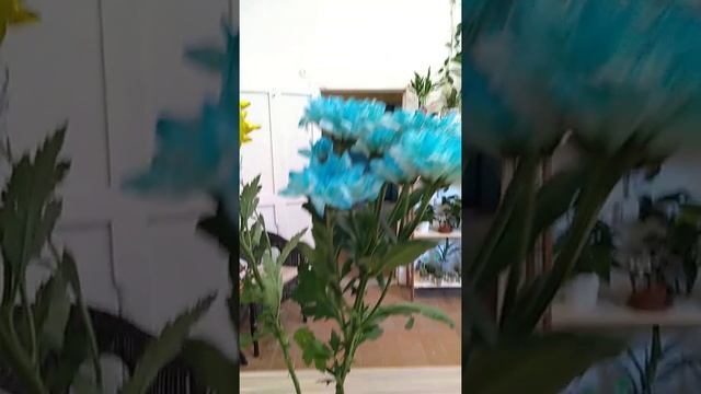 Синяя хризантема смотреть онлайн
